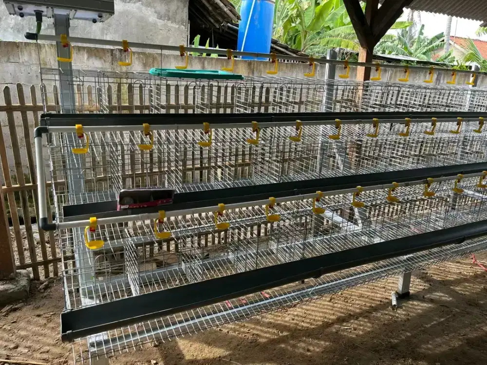 Kandang ayam petelur