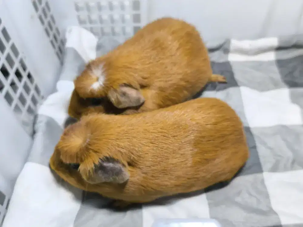 Marmut American White Cressted