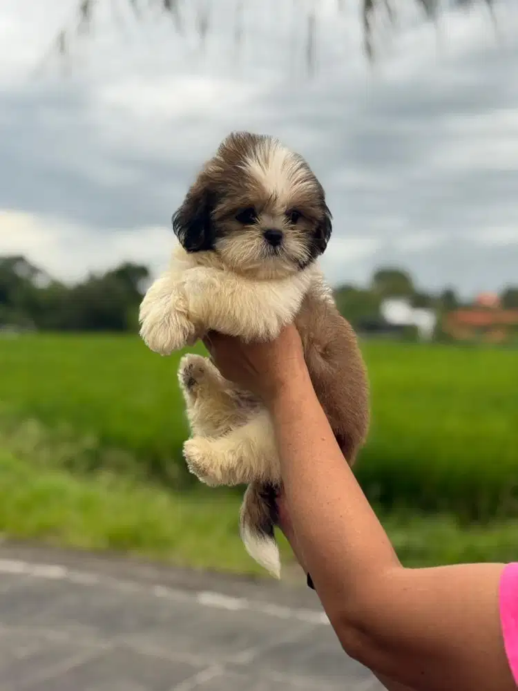 ShihTzu Puppy jantan