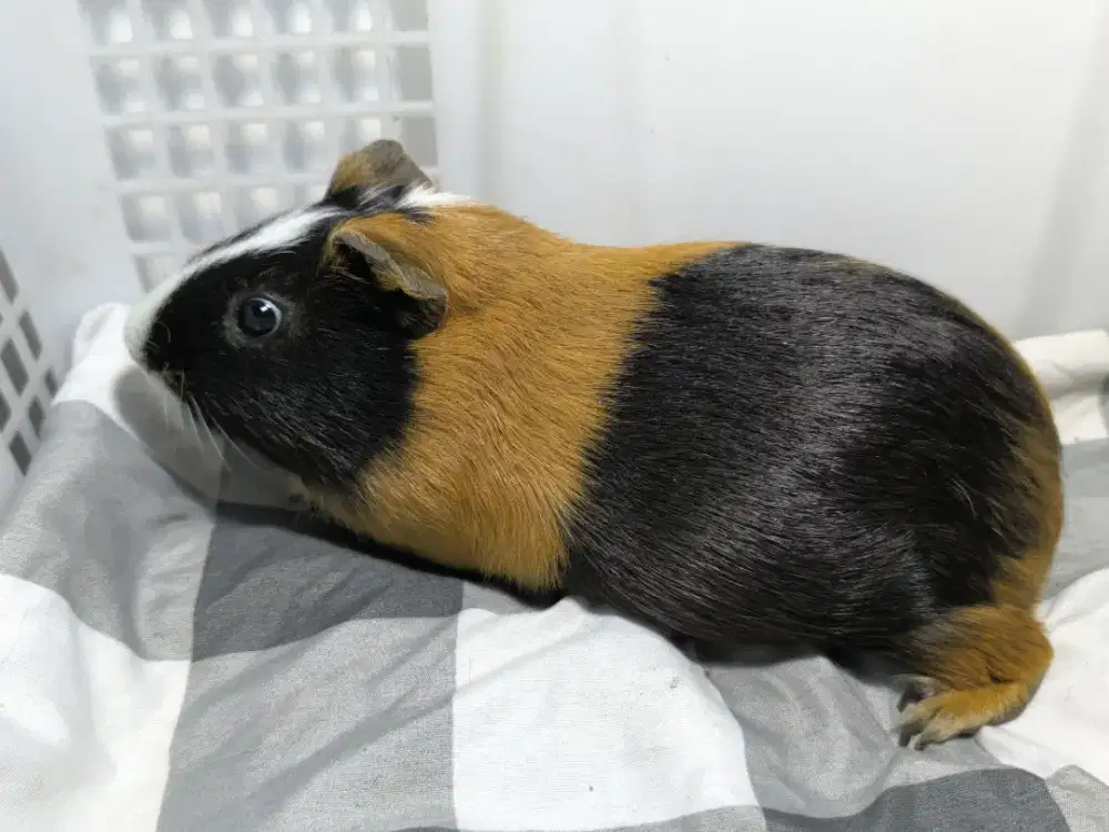 Marmut Lokal Indukan Produksi