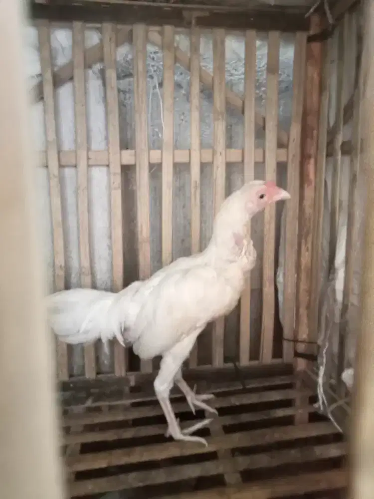 Ayam jago Bangkok putih tembus