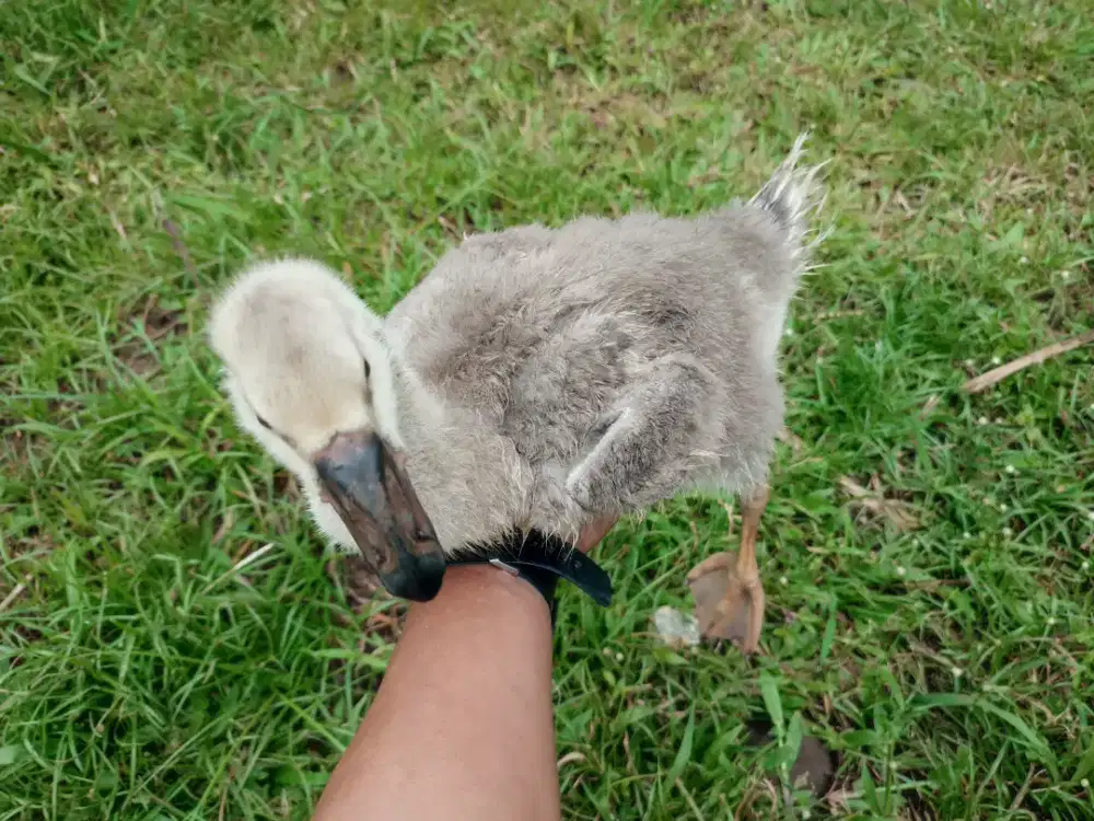 Soang Benggala Ori Jumbo Warna Solid