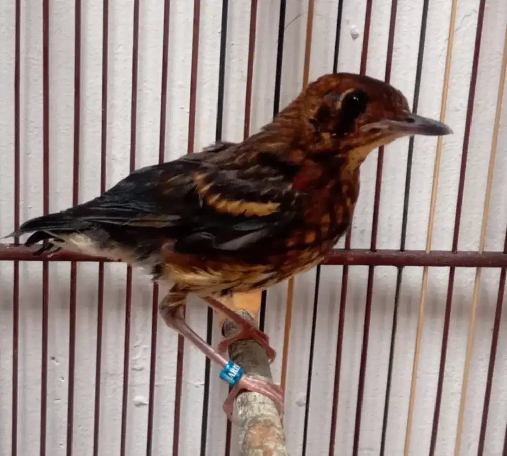 Anis merah ring jamin jantan