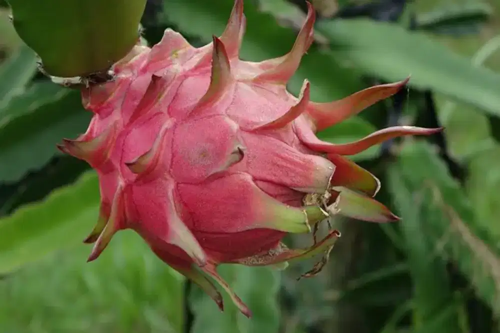 Cari kerja pria umur 35