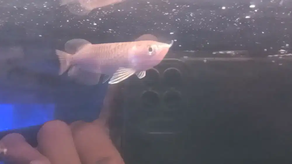 Ikan arwana golden red