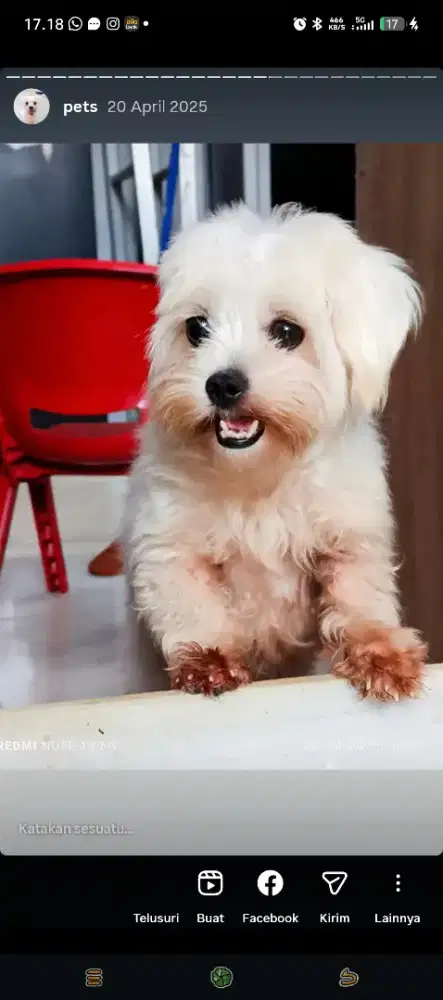 Anjing mix shitzu poddle