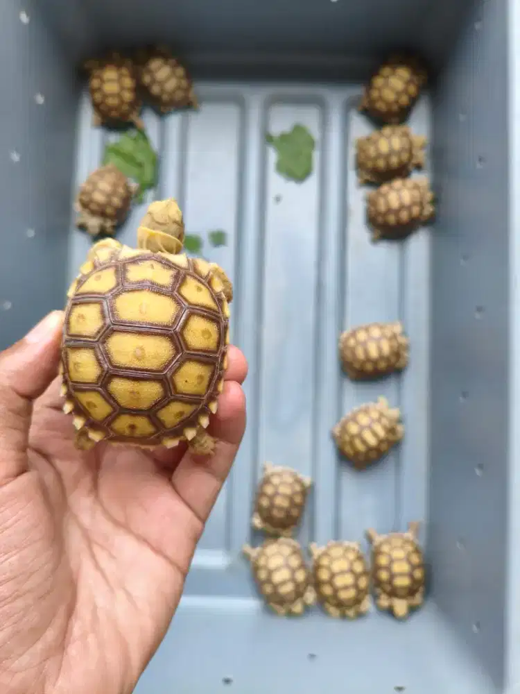 Baby sulcata ternakan Indonesia