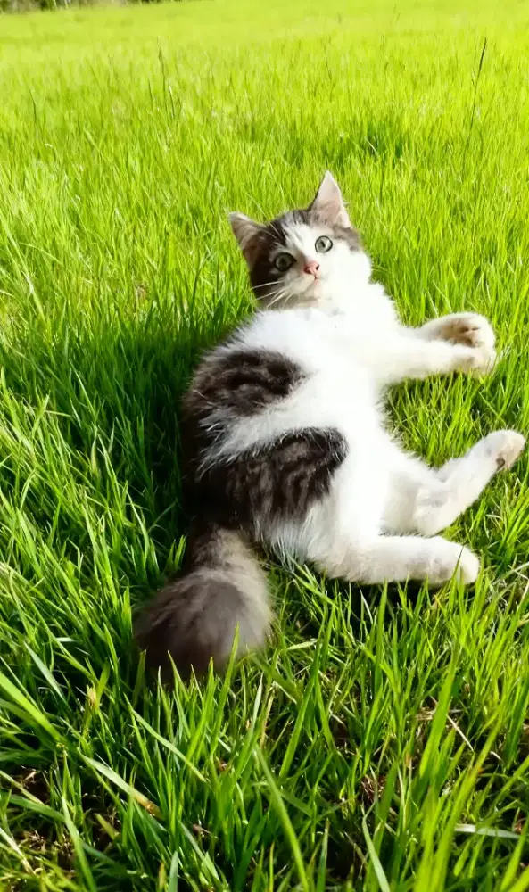 Kucing persia jantan