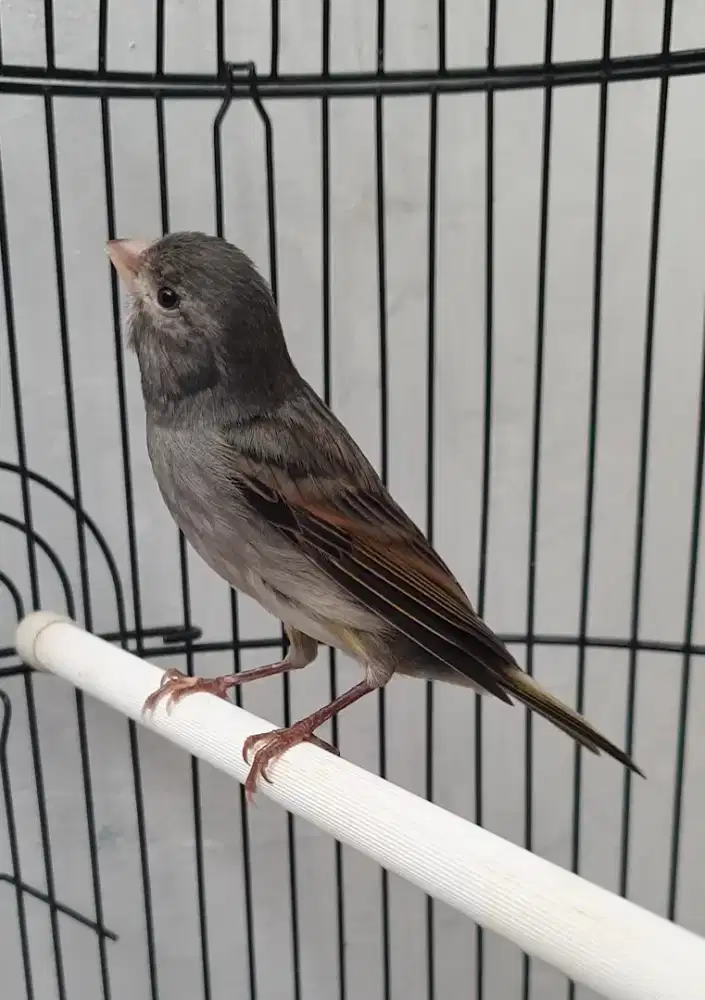 Kenari starblue gacor