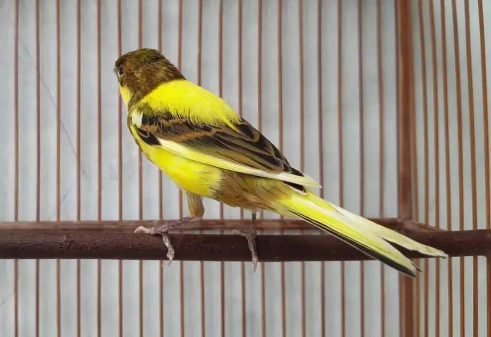 Kenari bon stabilo jantan setvol