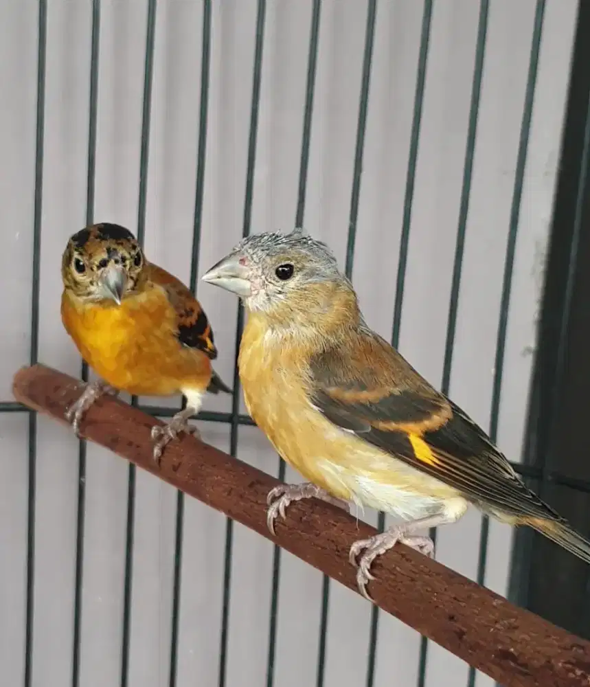 Sepasang red siskin klasik