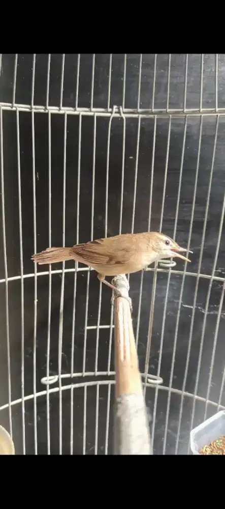 Burung kerak basi/sincan