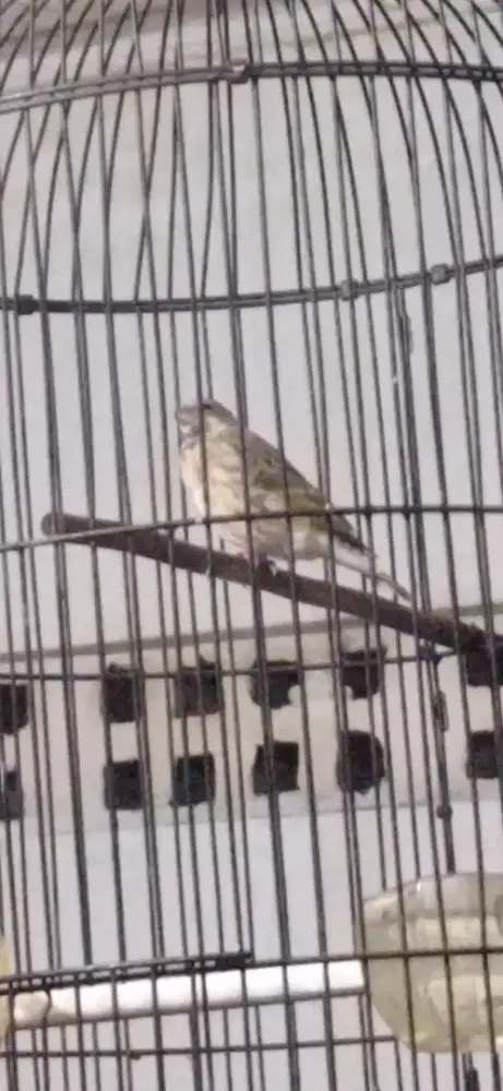 Blackthrout Boswana Gacor