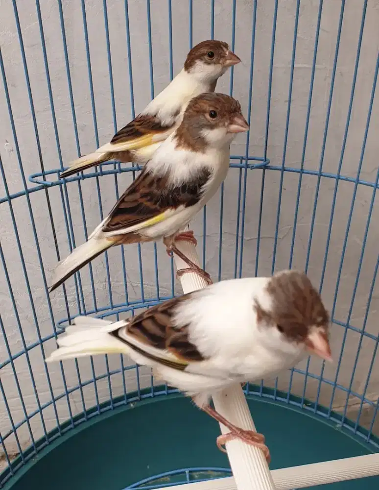 3 ekor kenari panda jantan setvol