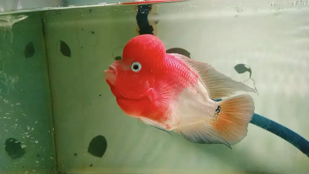 Louhan klasik dan red monkey