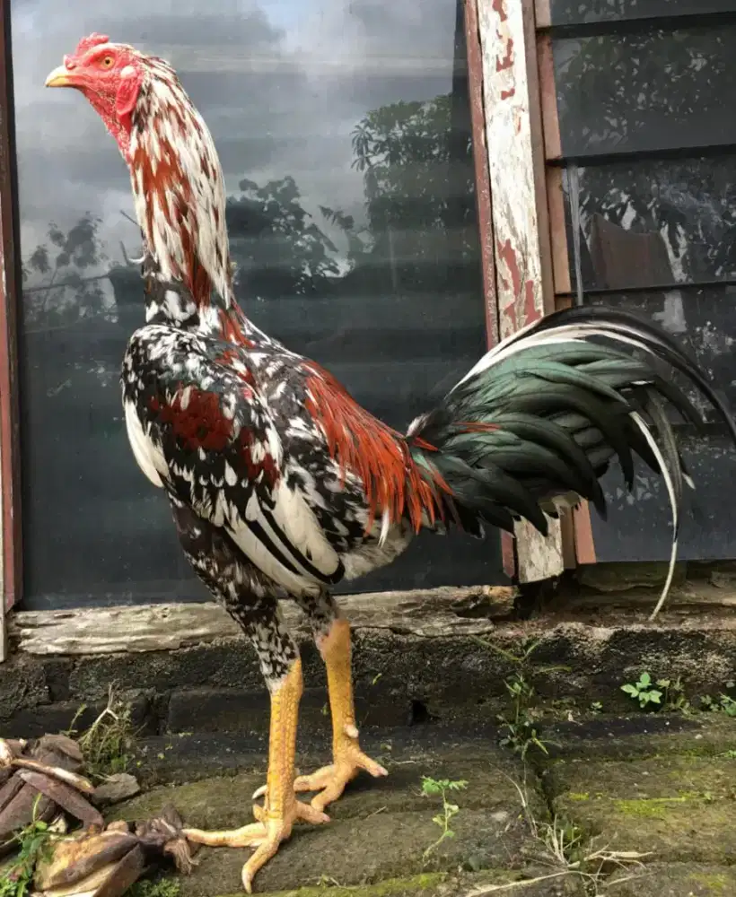 Ayam Bangkok ( Pakhoy Speed Brakot Brutal )