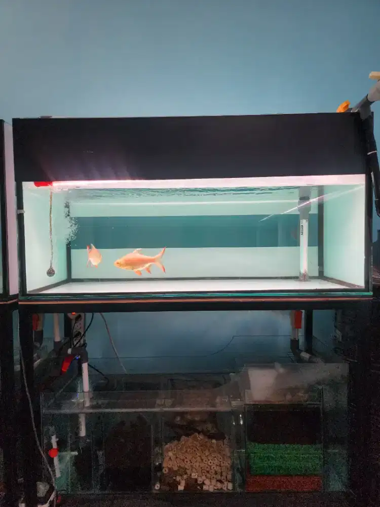Aquarium fullset bekas arwana