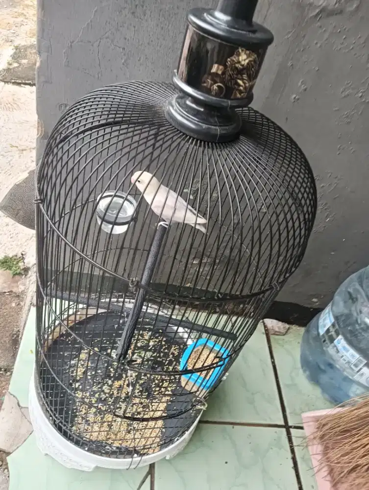 Lovebird Lb putih burja