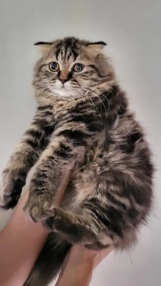 Scottish fold betina 4 bulan