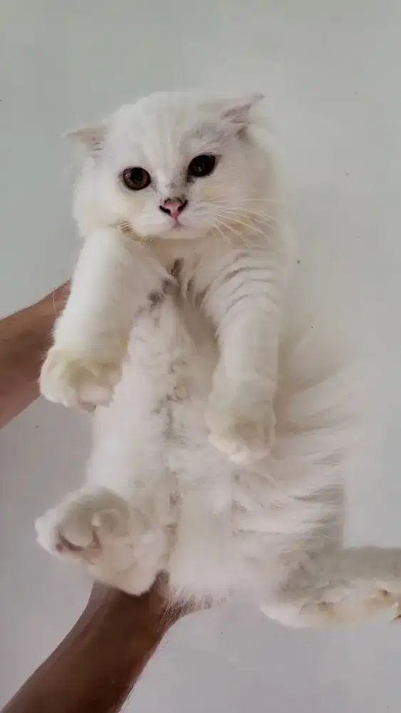 Scottish fold jantan 4 bulan