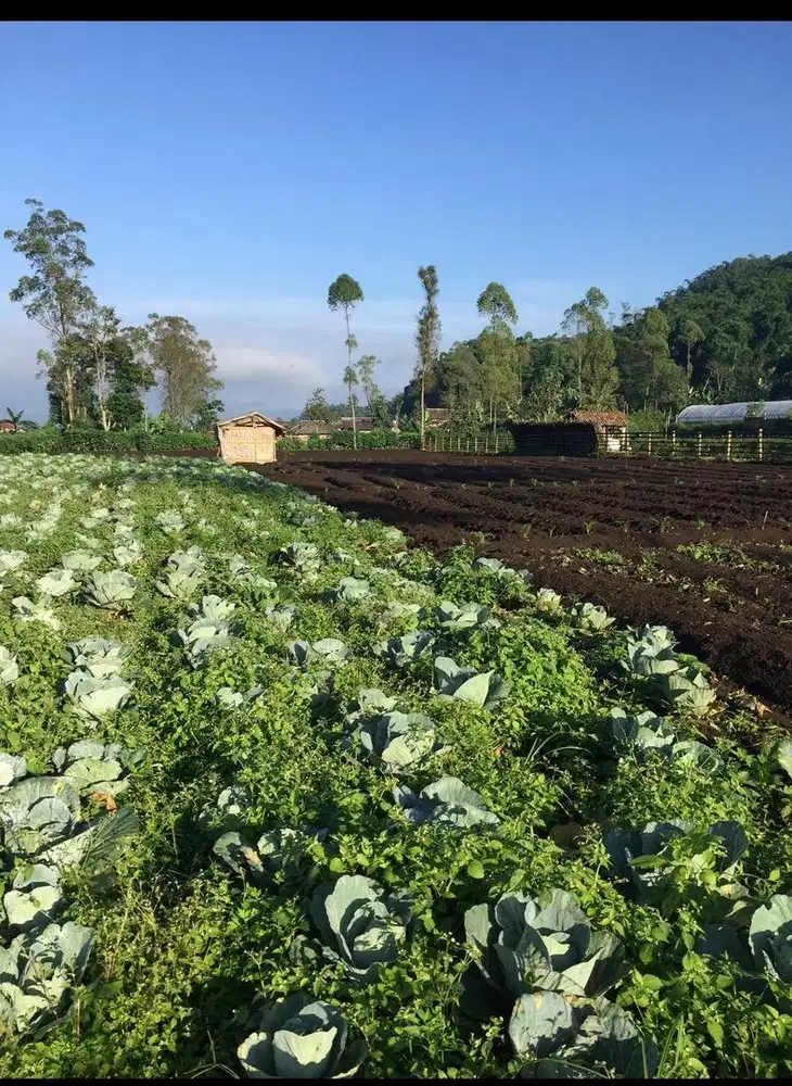 Jual segera tanah pertanian untuk villa dekat kawasan wisata