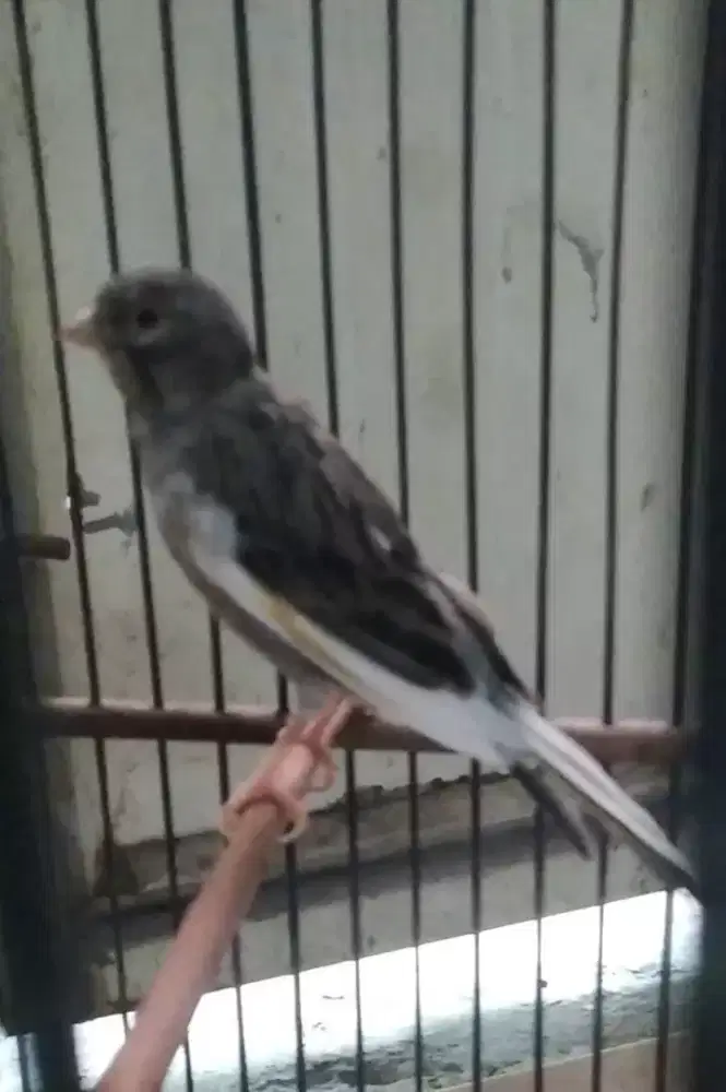 Kenari starblu slap ekor+sayap