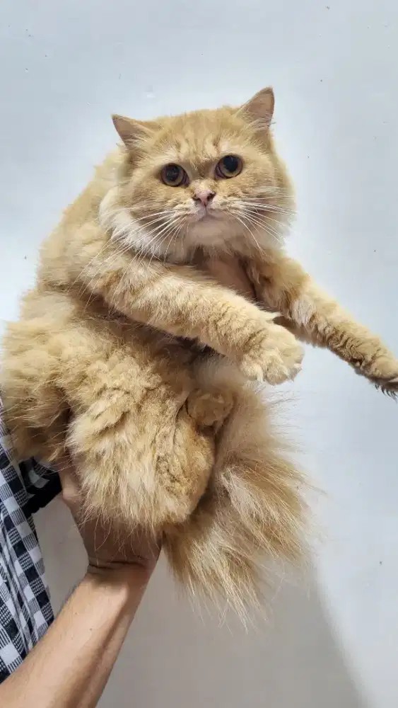 Persia medium betina 1 tahun