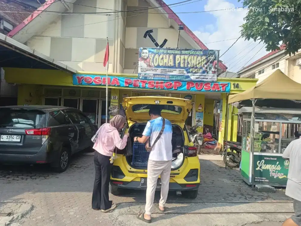 Grooming Memandikan Kucing