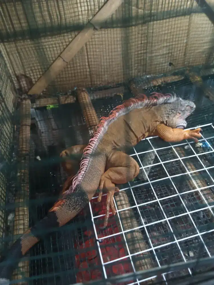 Dijual iquana jumbo