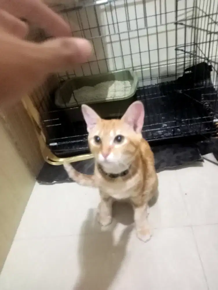 Kucing bayar seikhlasnya