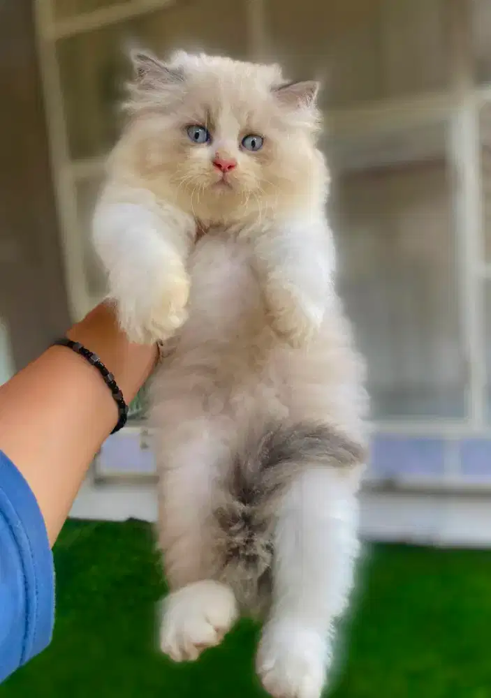 Kucing ragdoll simetris super gemoy