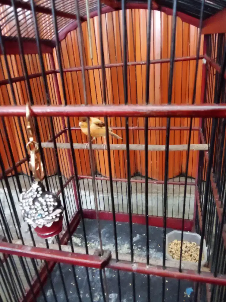 Kenari Bon Simetris AF