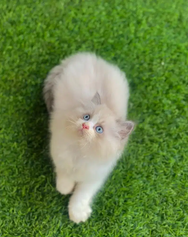 Kucing kitten ragdoll simetris super