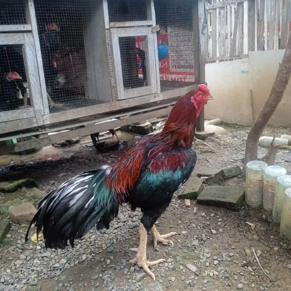 Bangkok usia 2 tahun