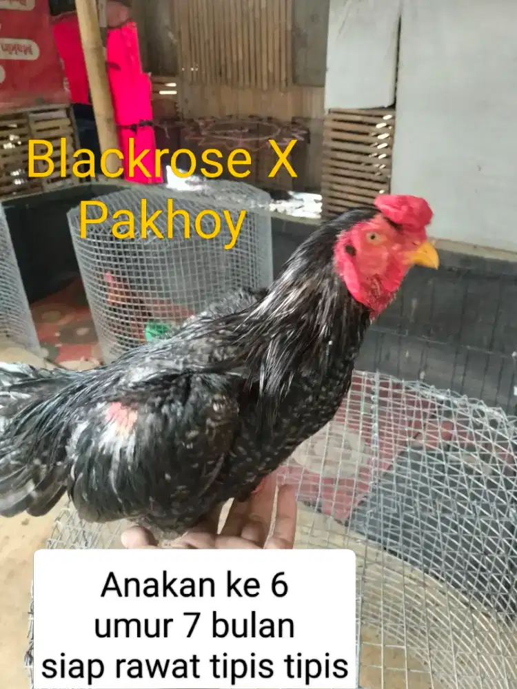 Ayam Pakhoy balckrose