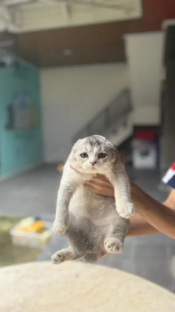 Kucing scottish fold