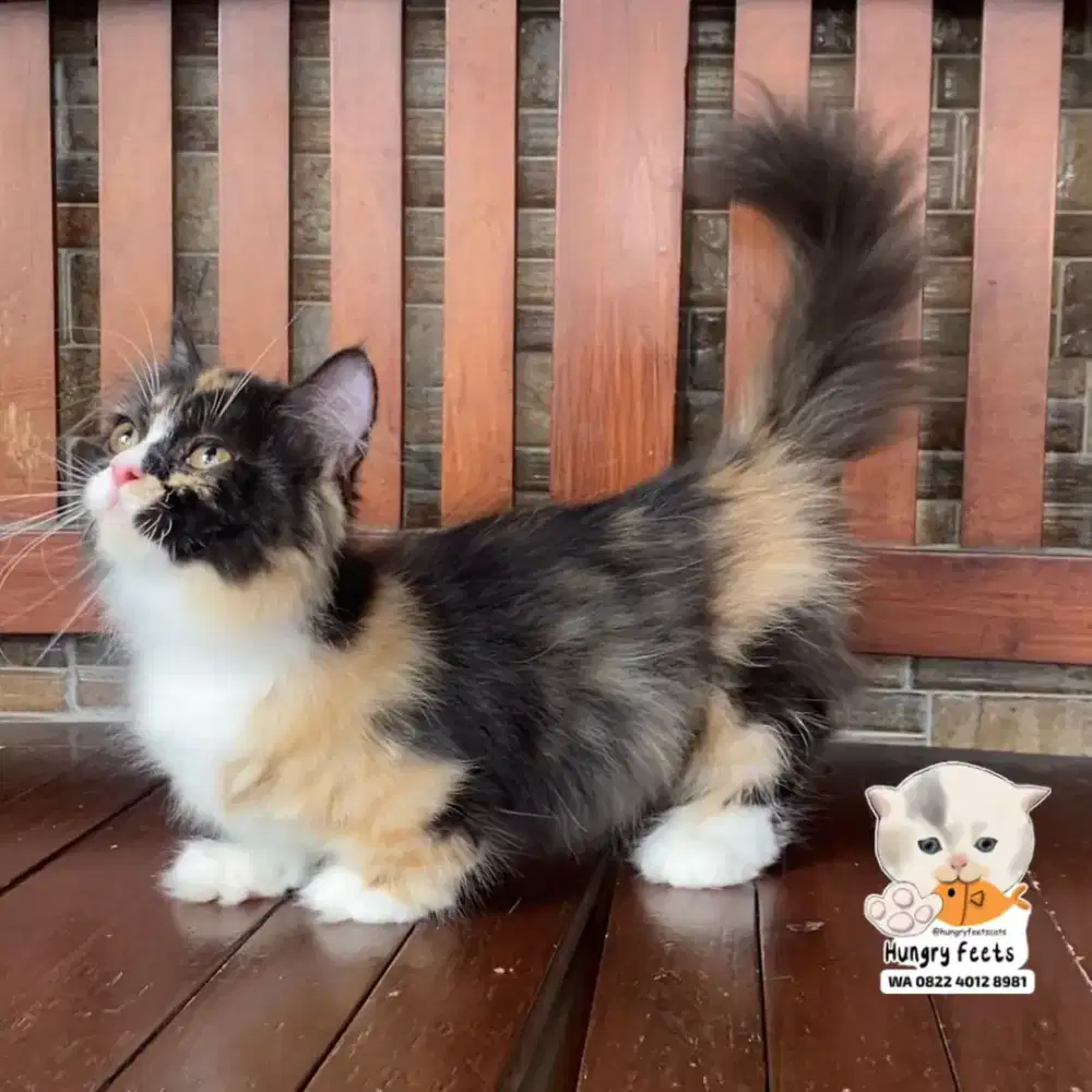 KUCING MUNCKIN BETINA CEBOL (kaki super pendek)