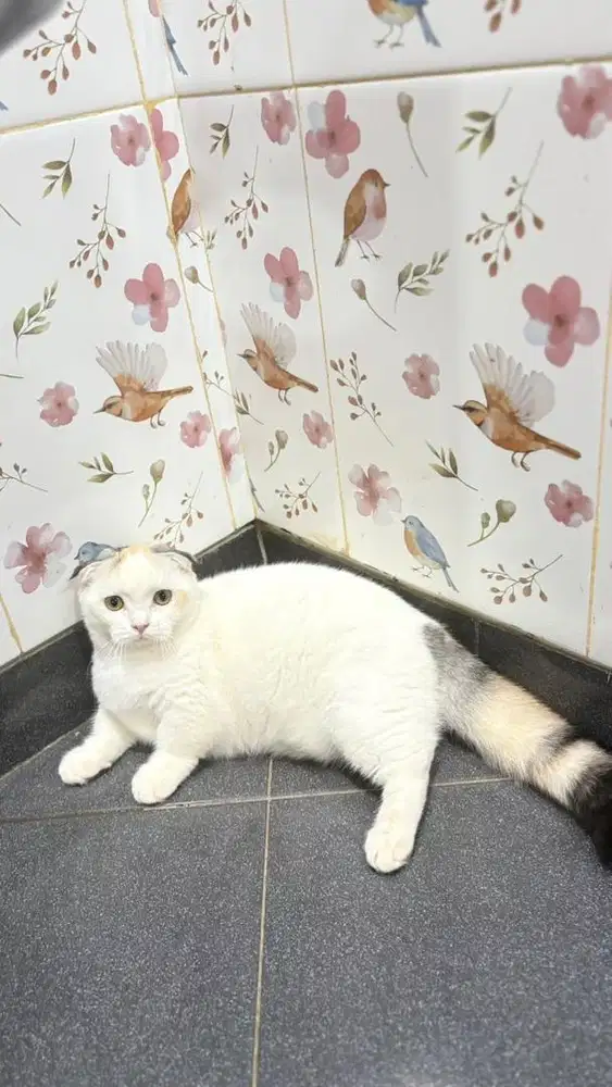 Munchkin fold gemoy ginak ginuk