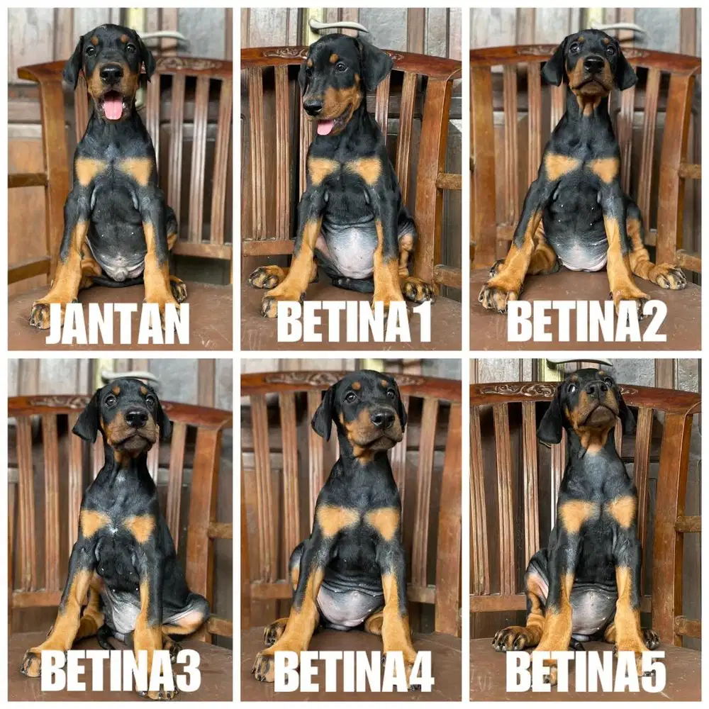 Doberman stb vaksin line INA CH