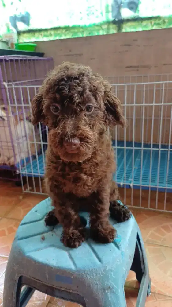 Anjing Poodle Choco