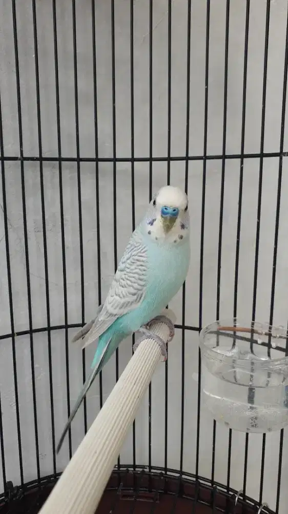 Burung parkit jantan