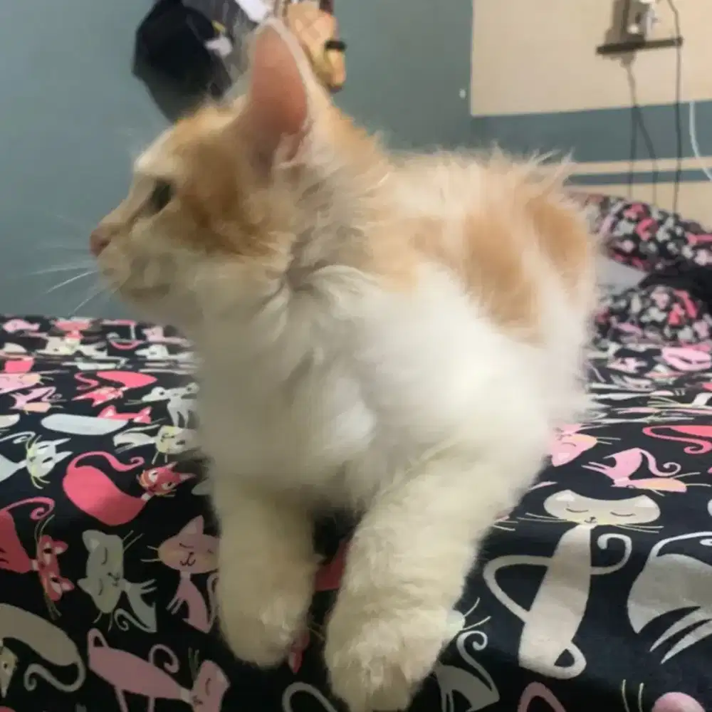 Kitten Persia Longhair