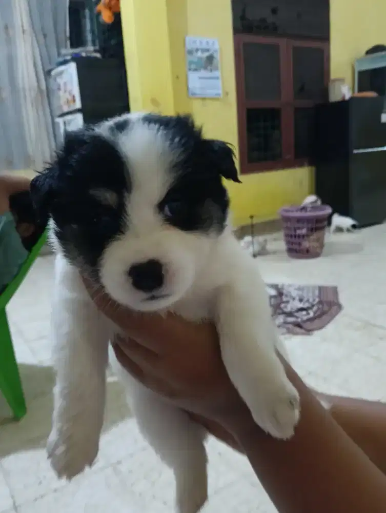 Jual anakan anjing,jantan dan betina