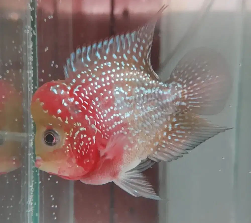 Louhan Bonsai & Cilnong