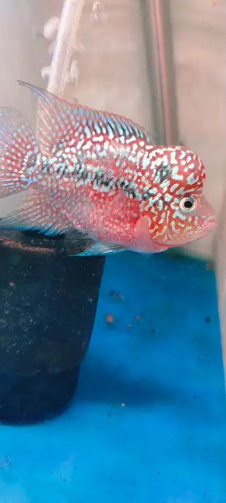 Louhan Kamfa F3 Cilnong