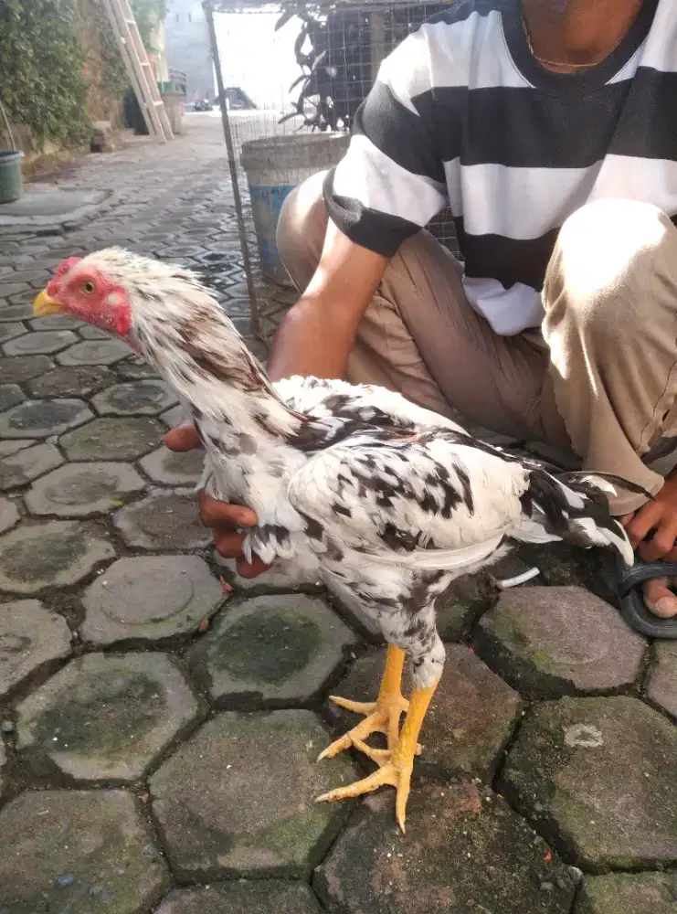 Ayam adu sama ekor lidi