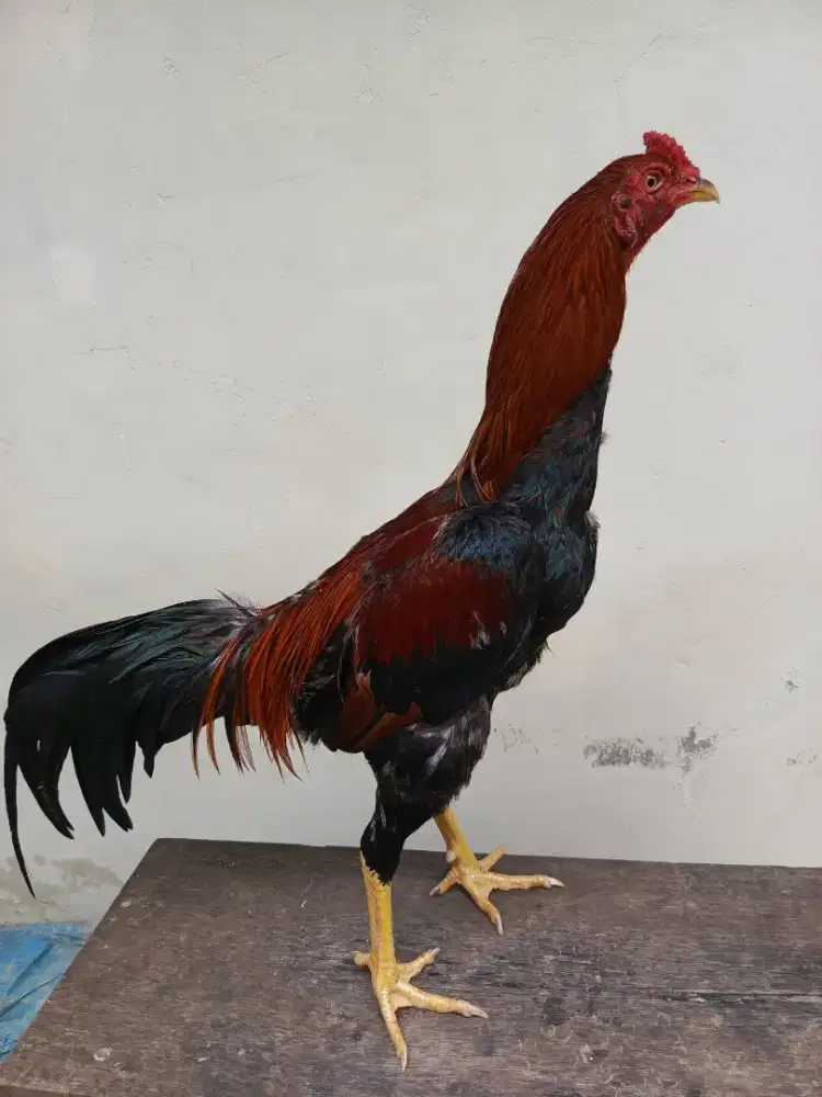 Jual ayam Siam nilai sendiri