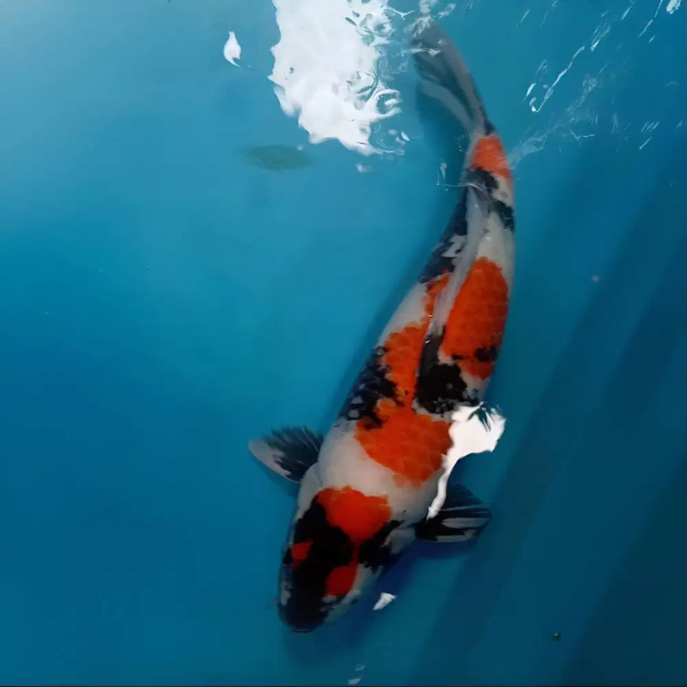 Koi Showa F1 M54cm Breed Irvan Iji JANTAN Body Tebal Good Patern HQ
