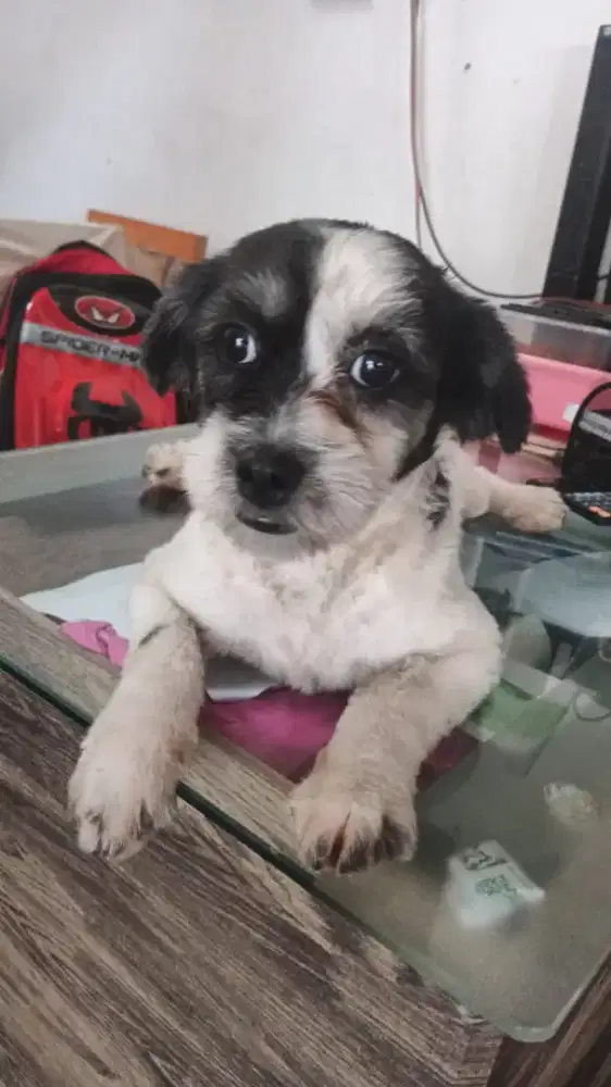 Jual anakan maltipo betina