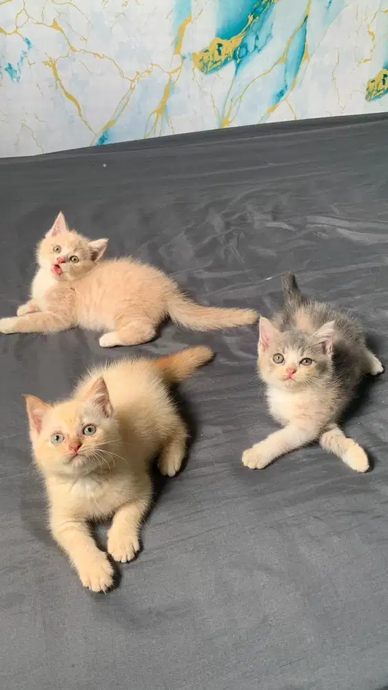 kitten bsh mix persia